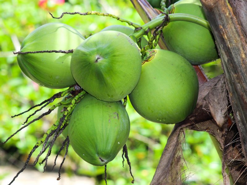 coconut-tree-5288844_1920